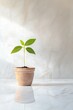 © Maria - single sprouting seedling in clay pot placed on smooth white marble surface with soft light reflections