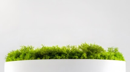 Low round white planter with green moss.