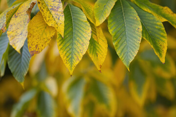 green-yellow leaves in autumn, yellow-green autumn colors, beautiful yellow-green leaves perhaps from a horse chestnut tree