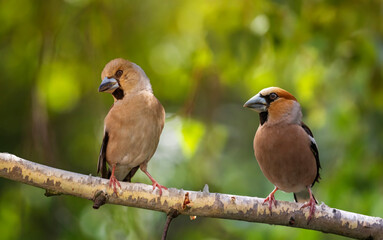 Canvas Print - pair of birds female and male grosbeak sitting on tree branch in spring sunny forest