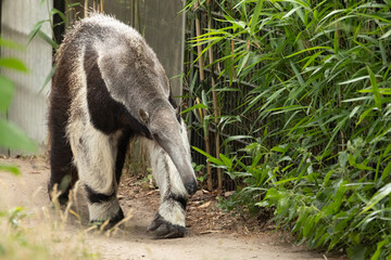 Giant anteater cute animal from Brazil.