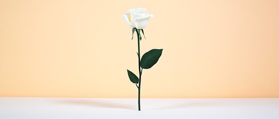 Poster - Single white rose on beige background.