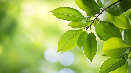Aufkleber - Fresh Green Leaves in Sunlight Against a Soft Focus Natural Green Background : Generative AI