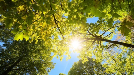 Poster - Sunlit Green Canopy of Lush Forest Trees with Sunny Blue Sky Background : Generative AI