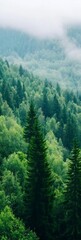 Aufkleber - Vast Green Coniferous Forest Covered in Mist Under Overcast Sky : Generative AI