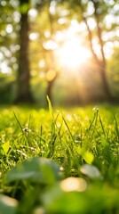 Poster - Sunlit Grass Blade Illuminated by Warm Afternoon Sunlight in a Peaceful Forest Setting : Generative AI