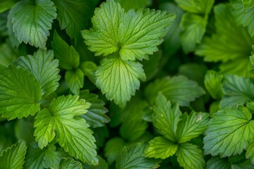 Fototapete - Close up of vibrant green leaves forming a lush, textured background, ideal for nature themed projects