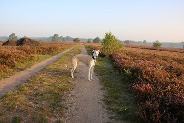 Wall Mural - handsome brown white galgo stands on a sandy path in a beautiful heath landscape early in the morning