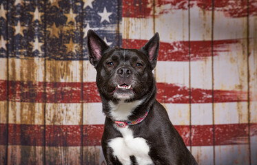 Wall Mural - cute dog on an isolated background in a studio shot