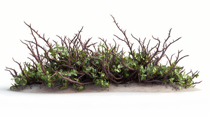 3d render isolated briar thorn patch. thornshade. illustration