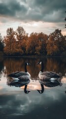 Canvas Print - Two Geese on a Calm Lake at Sunset