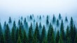 © AtomMaya - Misty Forest Landscape with Pine Trees in a Tranquil Setting