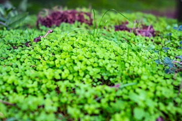 Close-up photograph of small, possibly moss or algae plants in outdoor habitat Detailed view of textures and patterns