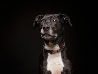 Wall Mural - cute dog on an isolated background in a studio shot