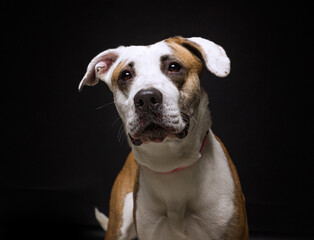 Wall Mural - cute dog on an isolated background in a studio shot