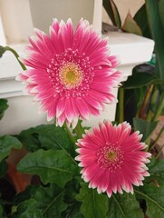 Wall Mural - vibrant pink gerbera daisies in botanical garden setting bright pink gerbera daisy bloom, vibrant ge
