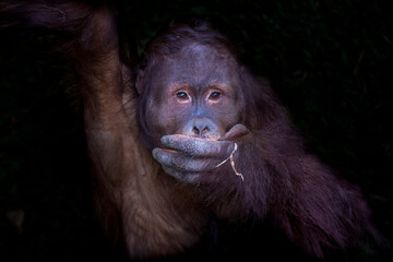 close up portrait of a bornean orangutan