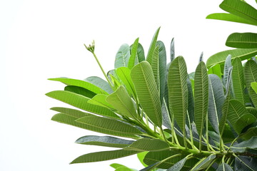 Wall Mural - beautiful green leaf texture in springtime, water drop on frangipani leaves