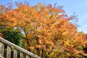 Wall Mural - 鞍馬寺の紅葉