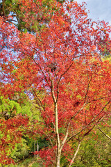 Wall Mural - 鞍馬寺の紅葉