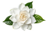 White gardenia flower with green leaves isolated with transparent background