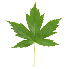 Wall Mural - maple leaf on white isolated background, vibrant green color, nature's beauty.