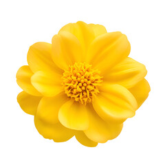 Wall Mural - vibrant yellow flower isolated on a white background.