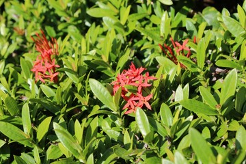 Bright red flower blooming with lush green leaves