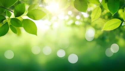 Aufkleber - green leaves on a sunny day. Fresh green leaves in spring with bokeh background. leaves. green leaves background