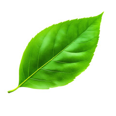 Wall Mural - green leaf with vibrant colors on a white isolated background.