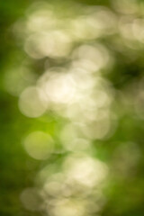 Wall Mural - Green bokeh background, blurry green leaves out of focus.