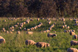 © Austockphoto - Mob of crossbred lambs grazing on pasture at sunset