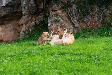lioness playing with her cub in the green meadow on a sunny day