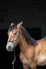 Wall Mural - Beautiful thoroughbred horses on a summer pasture.