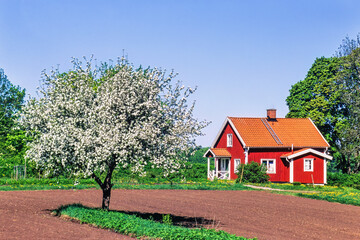 Wall Mural - Idyllic red cottage in the countryside with a blooming fruit tree