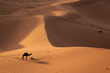 © Cavan Images - Camel standing in the sand dunes of Moroccan desert