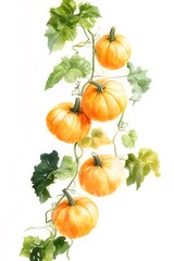 Wall Mural - Watercolor painting of pumpkins growing on a vine.