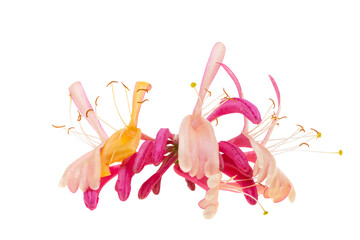 Wall Mural - honeysuckle flower isolated