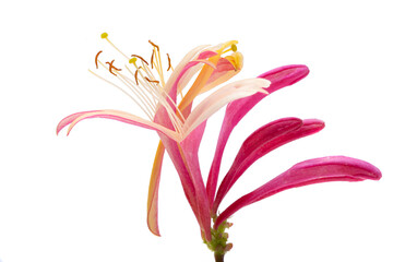 Wall Mural - honeysuckle flower isolated