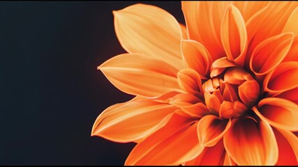 Poster - Close up of an orange dahlia flower blooming against a dark background, representing love and the arrival of spring, perfect for valentine's day projects
