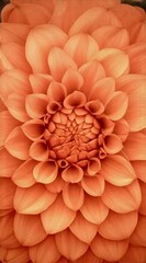Poster - Macro photography captures the delicate beauty of a dahlia flower, showcasing its perfectly arranged petals in a mesmerizing spiral pattern, radiating a warm and vibrant orange hue