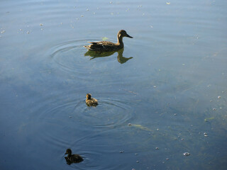 Wall Mural - ducks swim in the pond in summer