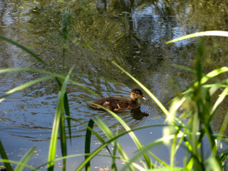 Wall Mural - ducks swim in the pond in summer