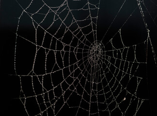 spider set in front of black