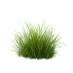 Wall Mural - Vibrant Green Grass Tuft, Lush Nature Photography