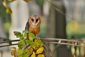 Barn owl sits on a decorative metal fence in a cemetery. Portrait of a owl in the nature habitat. Tyto alba