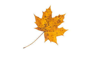 Wall Mural - yellow autumn maple leaf with brown spots isolated transparent png
