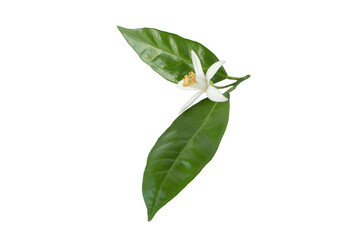 Wall Mural - Orange tree bloom or neroli flower with leaves isolated transparent png.