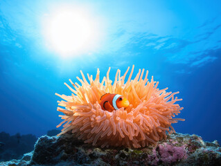 Wall Mural - vibrant sea anemone with clownfish swimming nearby