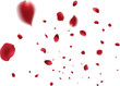 © Sompong - Rose petals or sakura flying petals, romantic background with realistic pink cherry flower petals flow or falling motion. Love, romance, floral spring season